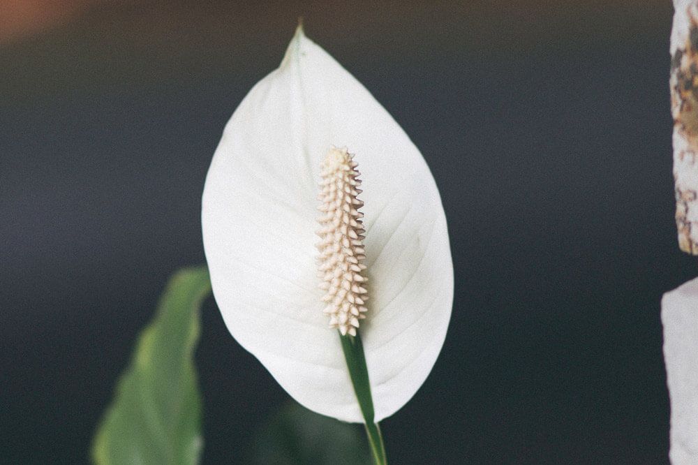 El significado de las flores para los ramos de novia