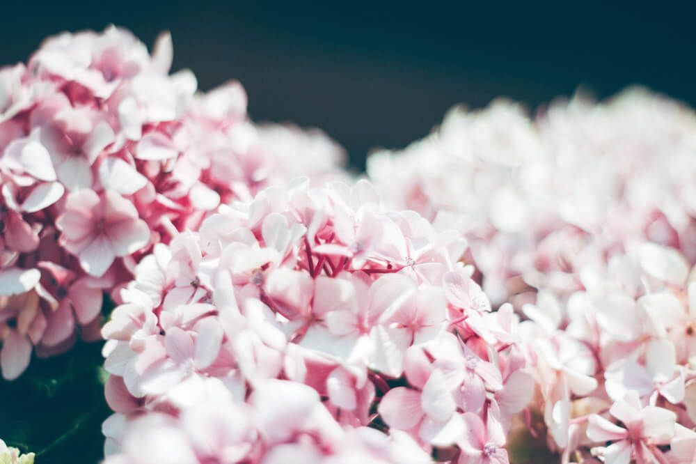 hortensias-flores-naturales-novia