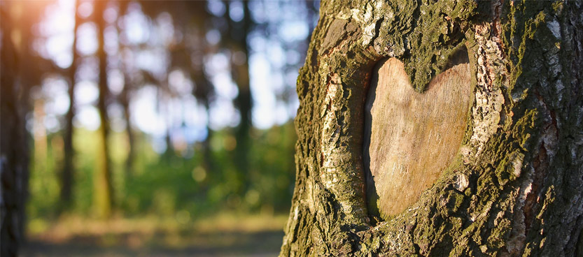 bodas al aire libre